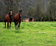 Tekview Horseshow screenshot